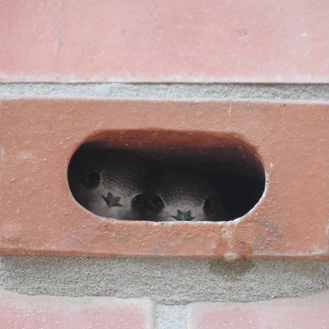 Bocholter Heimbau eG / Neues Zuhause für Mauersegler in der Eichendorffstraße in Rhede